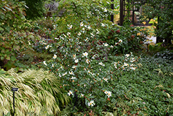 Lu Shan Snow Camellia (Camellia oleifera 'Lu Shan Snow') at Stonegate Gardens