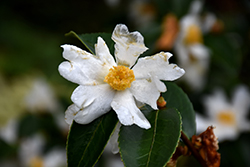Lu Shan Snow Camellia (Camellia oleifera 'Lu Shan Snow') at A Very Successful Garden Center