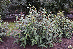 Dart's Duke Lantanaphyllum Viburnum (Viburnum x rhytidophylloides 'Interduke') at A Very Successful Garden Center