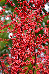 Winter Red Winterberry (Ilex verticillata 'Winter Red') at Stonegate Gardens