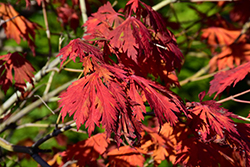 Cutleaf Fullmoon Maple (Acer japonicum 'Aconitifolium') at A Very Successful Garden Center