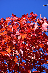 October Glory Red Maple (Acer rubrum 'October Glory') at Lakeshore Garden Centres