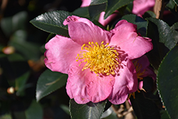 Pink Serenade Camellia (Camellia sasanqua 'Pink Serenade') at Stonegate Gardens