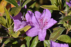 Mildred Mae Azalea (Rhododendron 'Mildred Mae') at A Very Successful Garden Center