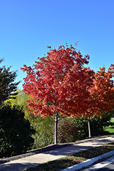 Crescendo Sugar Maple (Acer saccharum 'Morton Crescendo') at A Very Successful Garden Center