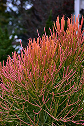 Sticks On Fire Red Pencil Tree (Euphorbia tirucalli 'Sticks On Fire') at Stonegate Gardens