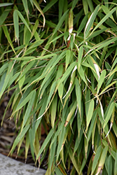 Scabrida Bamboo (Fargesia scabrida) at Stonegate Gardens