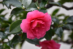 Shishigashira Camellia (Camellia sasanqua 'Shishigashira') at A Very Successful Garden Center