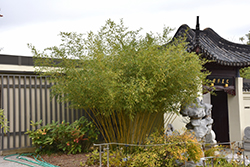 Bisset's Bamboo (Phyllostachys bissetii) at A Very Successful Garden Center