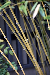 Bisset's Bamboo (Phyllostachys bissetii) at A Very Successful Garden Center