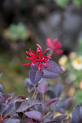 Ever Red Sunset Fringeflower (Loropetalum chinense 'Ever Red Sunset') at Lakeshore Garden Centres
