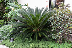 Japanese Sago Palm (Cycas revoluta) at Lakeshore Garden Centres
