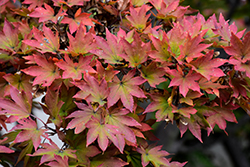 Siebold Maple (Acer sieboldianum) at Lakeshore Garden Centres