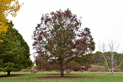White Oak (Quercus alba) at Stonegate Gardens