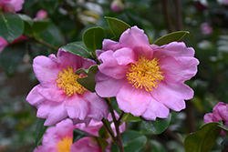 Autumn Pink Icicle Camellia (Camellia 'Autumn Pink Icicle') at A Very Successful Garden Center