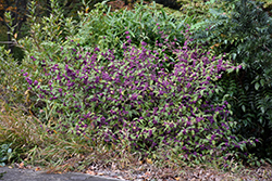 Heavy Berry Japanese Beautyberry (Callicarpa japonica 'Heavy Berry') at A Very Successful Garden Center