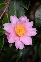 Winter's Fancy Camellia (Camellia 'Winter's Fancy') at Stonegate Gardens