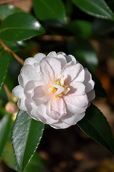 Winter's Rose Camellia (Camellia 'Winter's Rose') at A Very Successful Garden Center