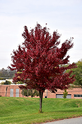 Brandywine Red Maple (Acer rubrum 'Brandywine') at A Very Successful Garden Center
