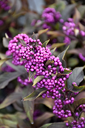 Pearl Glam Beautyberry (Callicarpa 'NCCX2') at A Very Successful Garden Center
