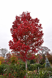 October Glory Red Maple (Acer rubrum 'October Glory') at Lakeshore Garden Centres