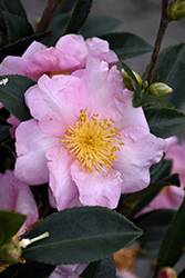 Londontowne Blush Camellia (Camellia 'Londontowne Blush') at Lakeshore Garden Centres