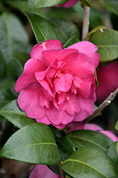 William Lanier Hunt Camellia (Camellia sasanqua 'William Lanier Hunt') at Stonegate Gardens