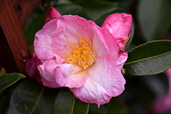 Apple Blossom Camellia (Camellia sasanqua 'Apple Blossom') at A Very Successful Garden Center