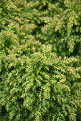Ryokogu Coyokyu Japanese Cedar (Cryptomeria japonica 'Ryokogu Coyokyu') at A Very Successful Garden Center