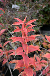Fragrant Abelia (Abelia mosanensis) at Stonegate Gardens