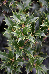 Gulftide False Holly (Osmanthus heterophyllus 'Gulftide') at A Very Successful Garden Center