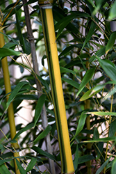 Green Stripe Bamboo (Phyllostachys aureosulcata 'Spectabilis') at Lakeshore Garden Centres