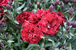 SuperTrouper Butterfly Dark Red Carnation (Dianthus caryophyllus 'SuperTrouper Butterfly Dark Red') at Lakeshore Garden Centres