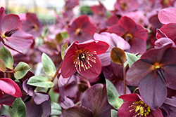 HGC Ice N' Roses Red Hellebore (Helleborus 'COSEH 4800') at A Very Successful Garden Center