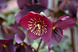 HGC Ice N' Roses Red Hellebore (Helleborus 'COSEH 4800') at A Very Successful Garden Center