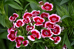 Red Picotee Sweet William (Dianthus barbatus 'Red Picotee') at A Very Successful Garden Center