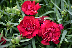 Sunflor Desire Carnation (Dianthus caryophyllus 'Sunflor Desire') at A Very Successful Garden Center