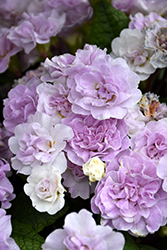 BELARINA PINK ICE Primrose (Primula vulgaris 'Kerbelpice') at A Very Successful Garden Center