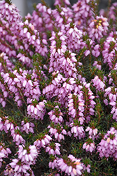 Mediterranean Pink Heath (Erica x darleyensis 'Mediterranean Pink') at Lakeshore Garden Centres