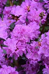 P.J.M. Regal Rhododendron (Rhododendron 'P.J.M. Regal') at Lakeshore Garden Centres
