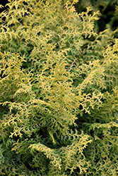 Spirited Hinoki Falsecypress (Chamaecyparis obtusa 'Spirited') at A Very Successful Garden Center