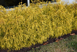 Golden Charm Falsecypress (Chamaecyparis pisifera 'Golden Charm') at A Very Successful Garden Center