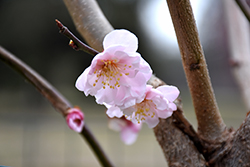 Blireana Plum (Prunus x blireana) at A Very Successful Garden Center