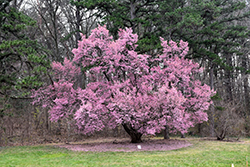 Okame Flowering Cherry (Prunus 'Okame') at Stonegate Gardens