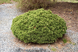 Teeny Dwarf Mugo Pine (Pinus mugo 'Teeny') at Lakeshore Garden Centres