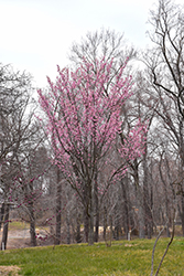 Columnar Sargent Cherry (Prunus sargentii 'Columnaris') at A Very Successful Garden Center