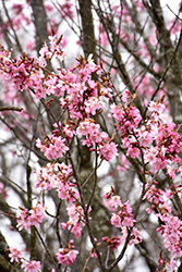 Columnar Sargent Cherry (Prunus sargentii 'Columnaris') at Lakeshore Garden Centres