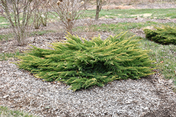 Gold Lace Juniper (Juniperus x media 'Gold Lace') at A Very Successful Garden Center