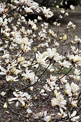Norman Gould Magnolia (Magnolia x loebneri 'Norman Gould') at A Very Successful Garden Center