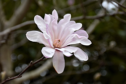 King Rose Star Magnolia (Magnolia stellata 'King Rose') at A Very Successful Garden Center